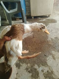 Duck is full health 1 Duck price 1000 rupa and 2 duck 2000
