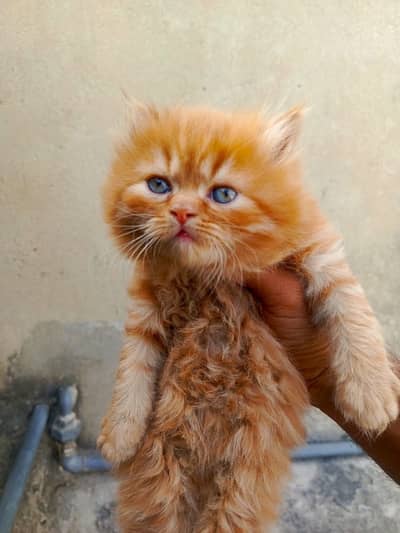 Persian female Cat Age 45 days