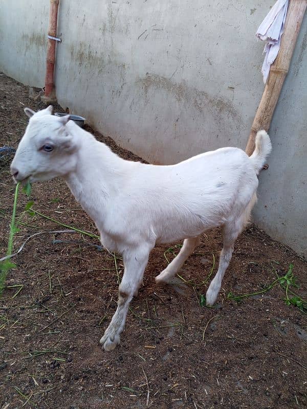zero size gulabi teda 1