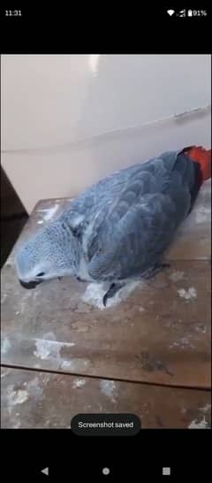 African Grey parrot chick