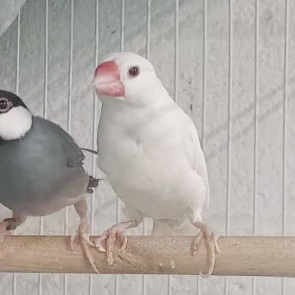 White java breeder pair 1