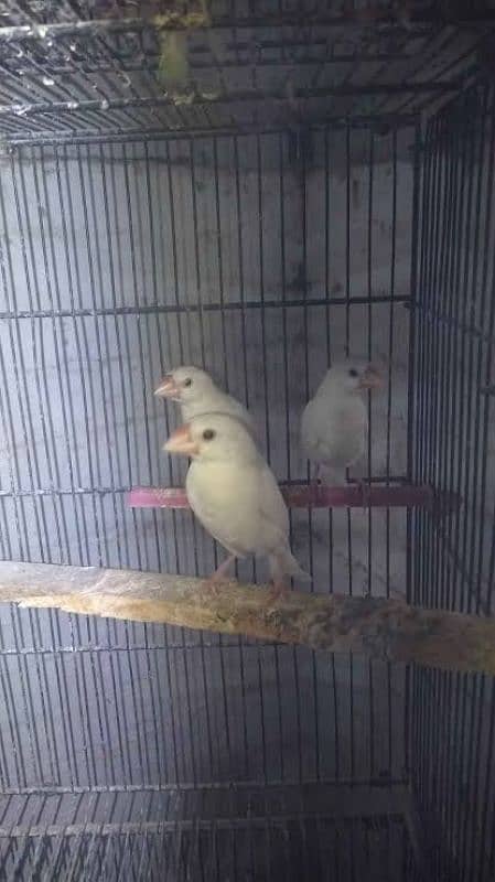 White java breeder pair 2