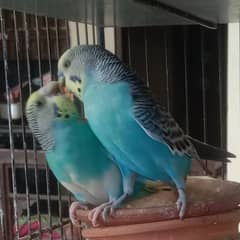cocktail Australian budgie pair birds