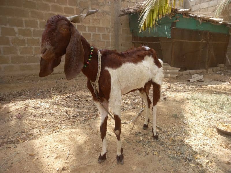 Bakri for sell 1