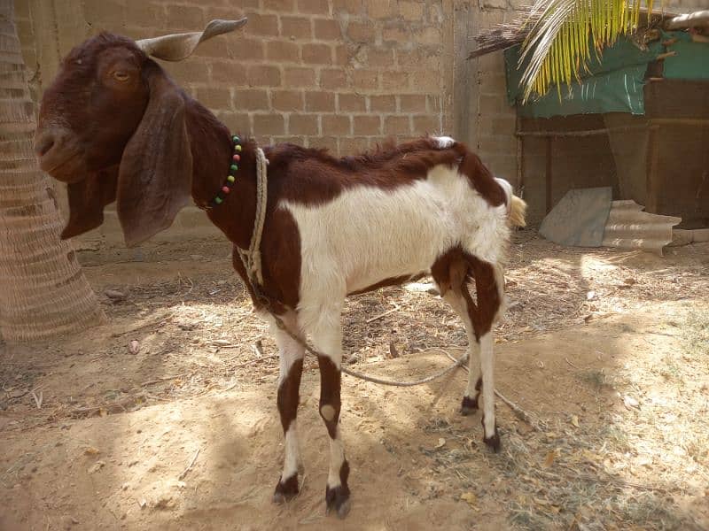 Bakri for sell 8