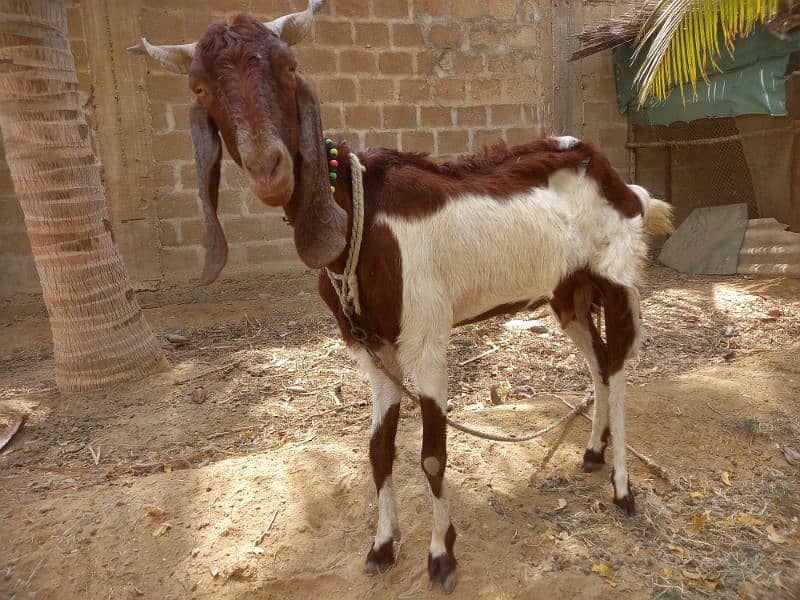 Bakri for sell 5