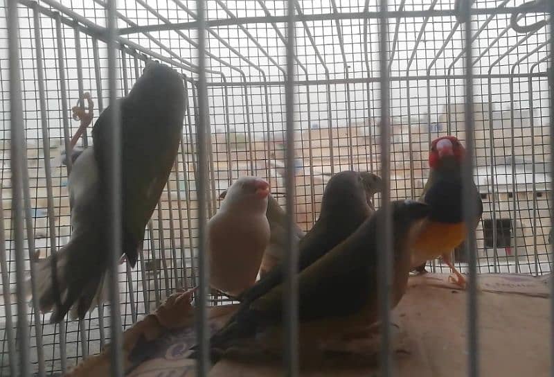 White Java , Goldian, kabootar Bajri Matki, Finch Matki, 7
