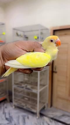 Lovebirds