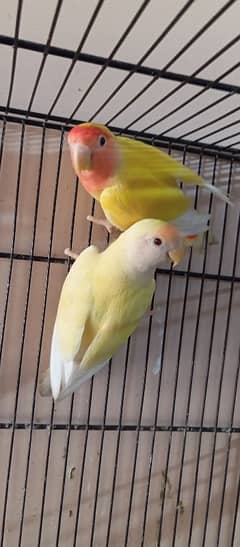 Lutino