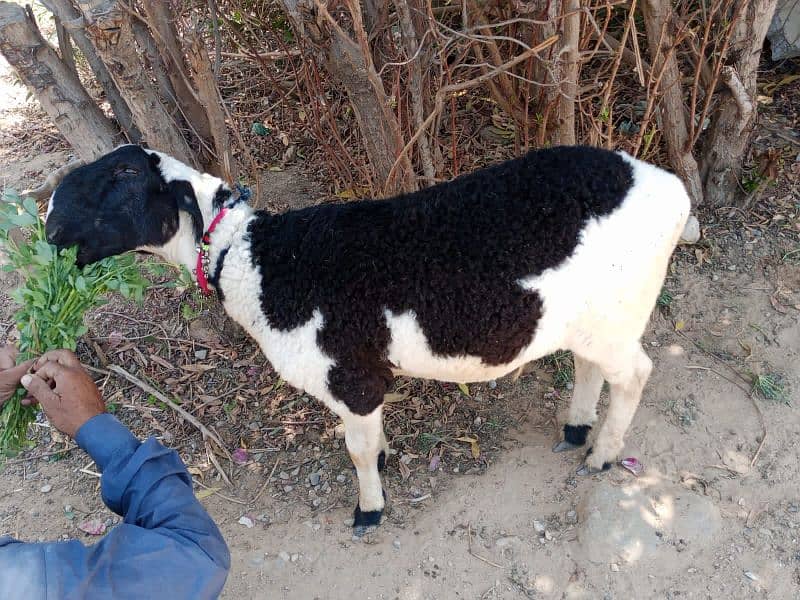 sheep for qurbani 0