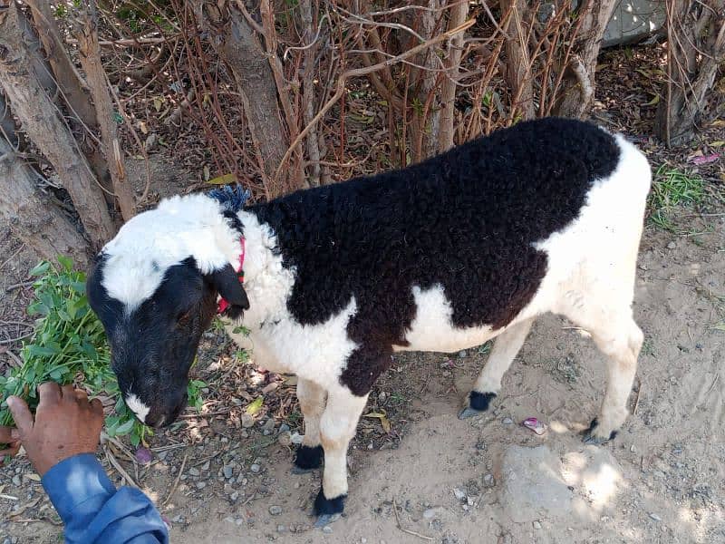 sheep for qurbani 1