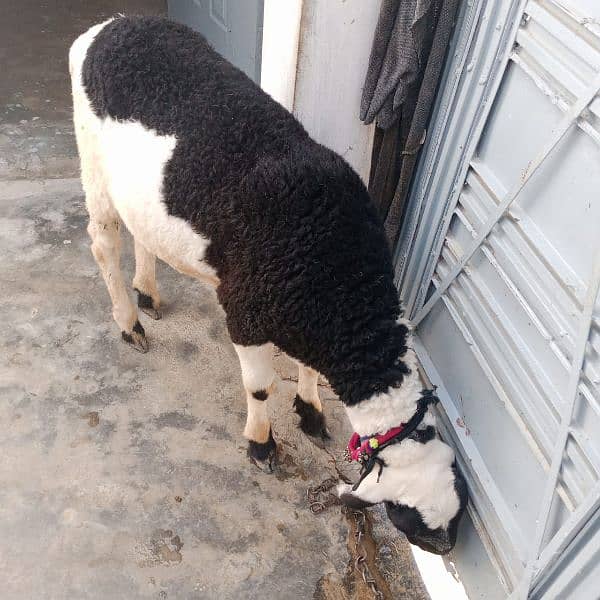 sheep for qurbani 2