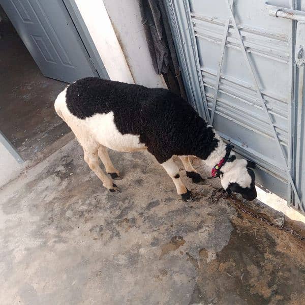 sheep for qurbani 3