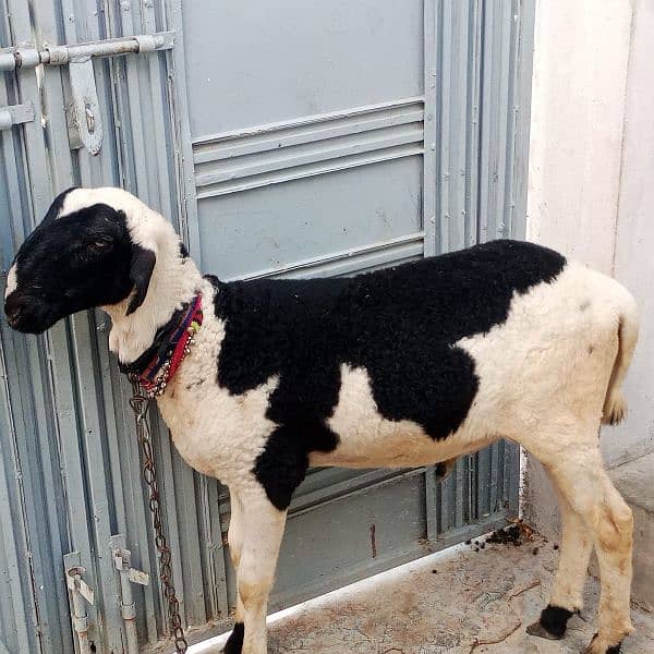 sheep for qurbani 4