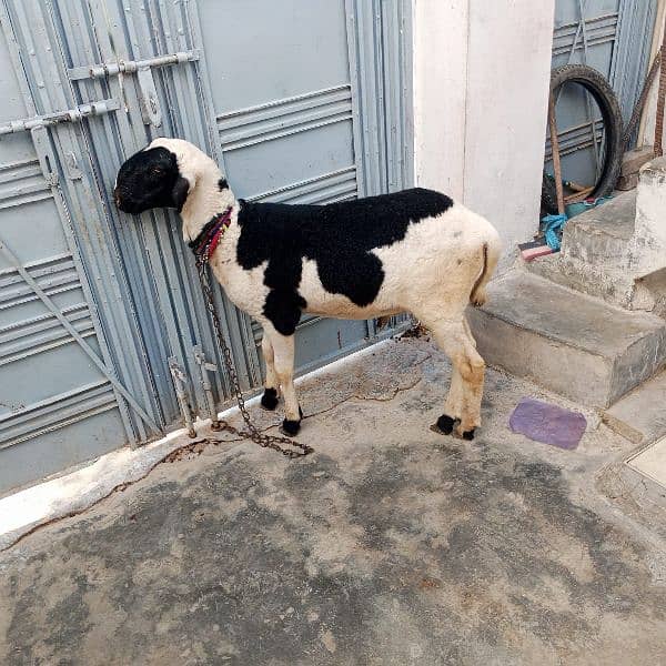 sheep for qurbani 5