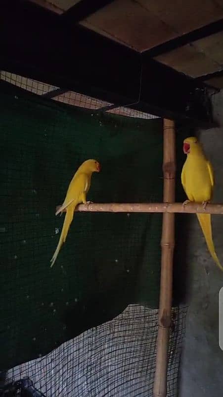 yellow pair 0