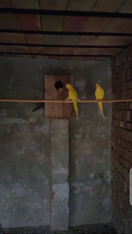 yellow pair 1