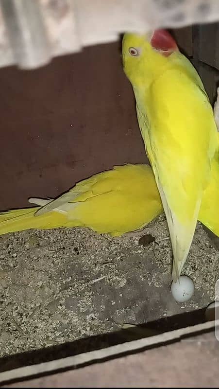 yellow pair 3
