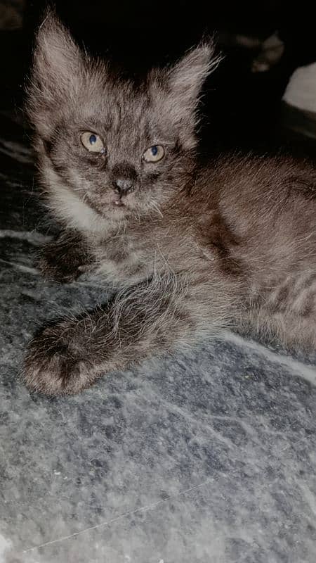 persian cat 0