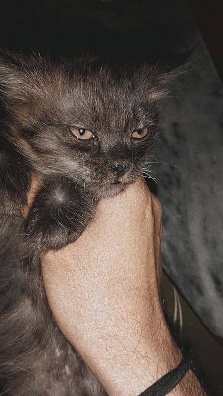 persian cat 1