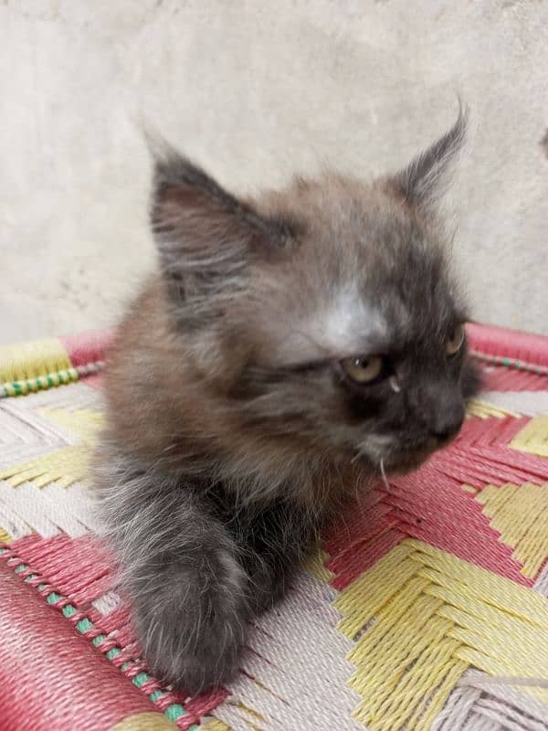 persian cat 2