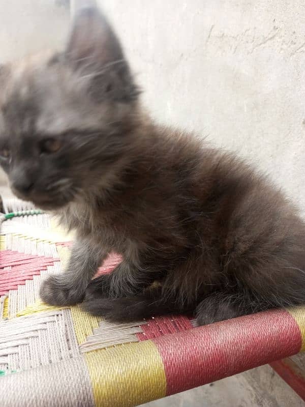persian cat 3
