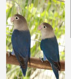 Lovebird Pair