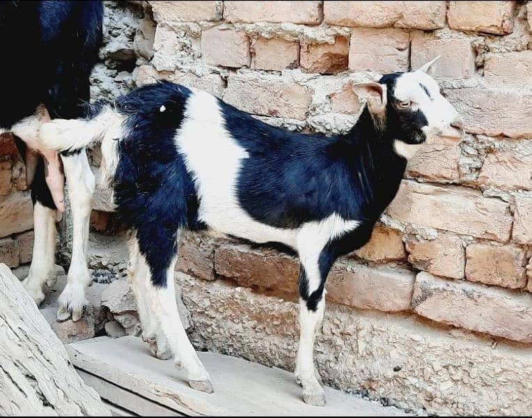 Tetta male khara kan main 0