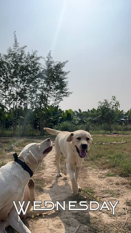 labradore pair 2