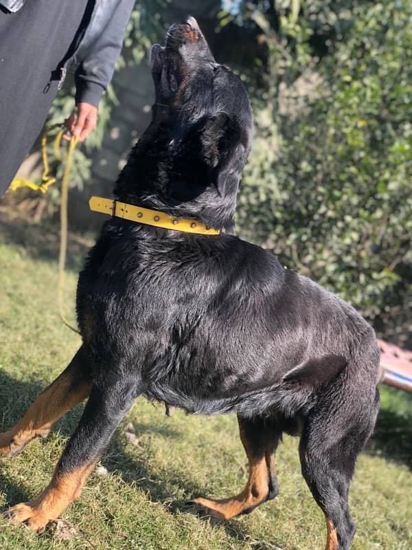 ROTTWEILER BREEDER FEMALE FOR SALE 1