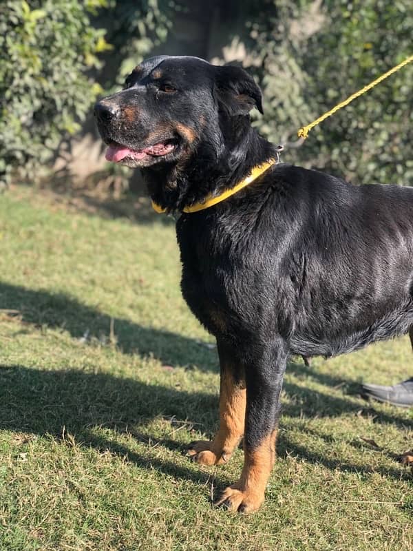 ROTTWEILER BREEDER FEMALE FOR SALE 2