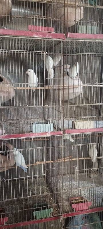 albino black eyes breeding pairs pora setup sell 0