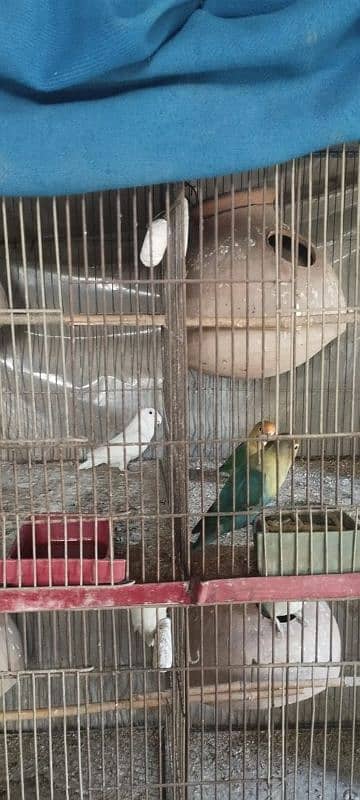 albino black eyes breeding pairs pora setup sell 1