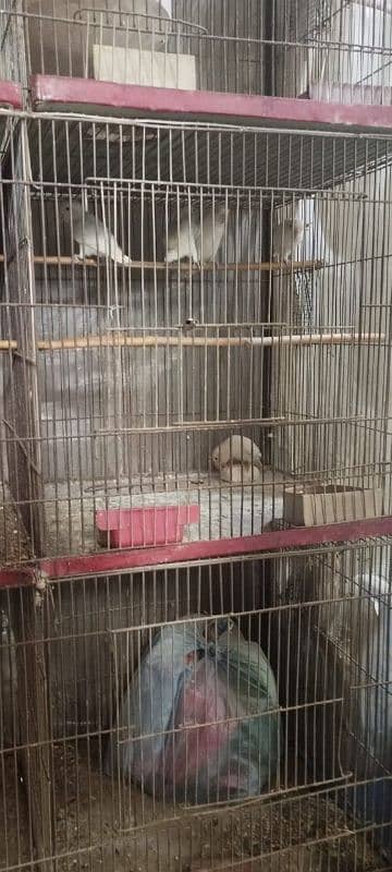 albino black eyes breeding pairs pora setup sell 2