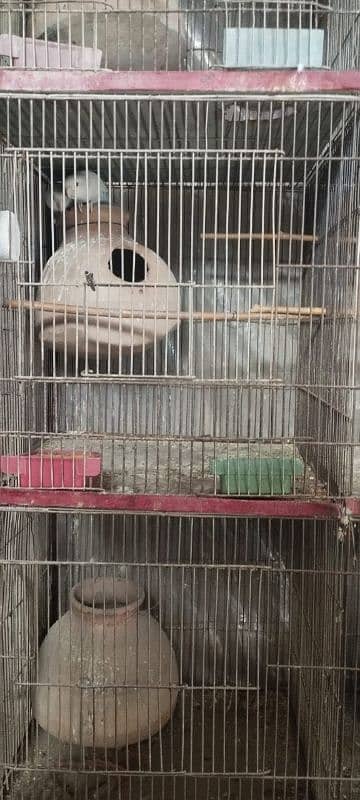 albino black eyes breeding pairs pora setup sell 3