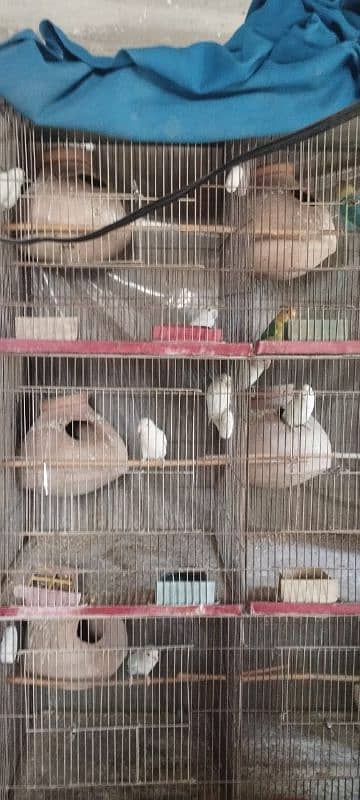 albino black eyes breeding pairs pora setup sell 4