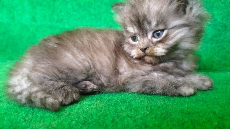 Double coat  Persian 0