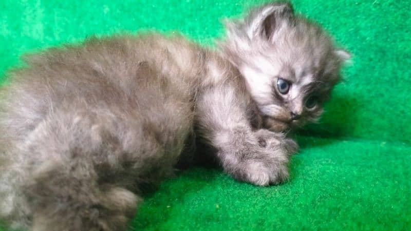 Double coat  Persian 1