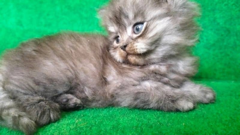 Double coat  Persian 2
