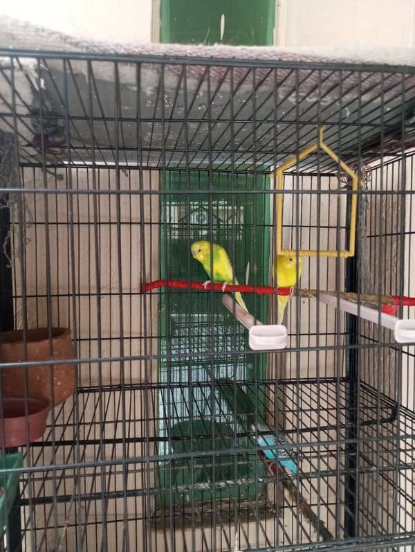 double storey cage with birds 0