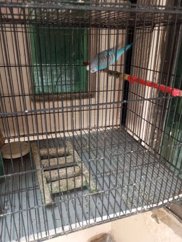 double storey cage with birds 1