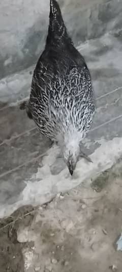 cock