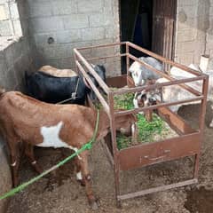 Rajan pur goat