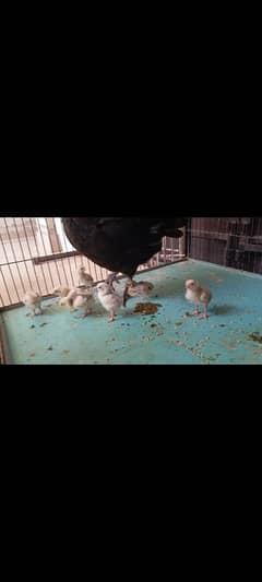 Hera aseel chicks