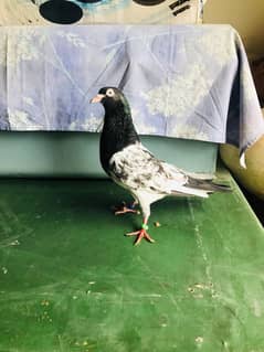 Teddy Pigeon | VIP pigeon for sale | ٹیڈی کبوتر | Top class kabootar