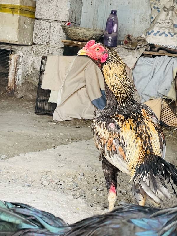 Java patha aur black 2
