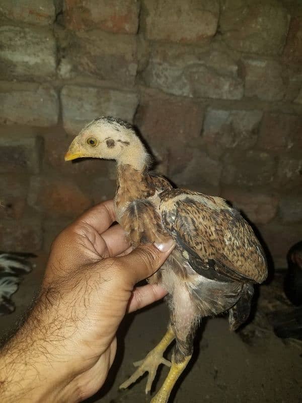 for sell. . 999 3