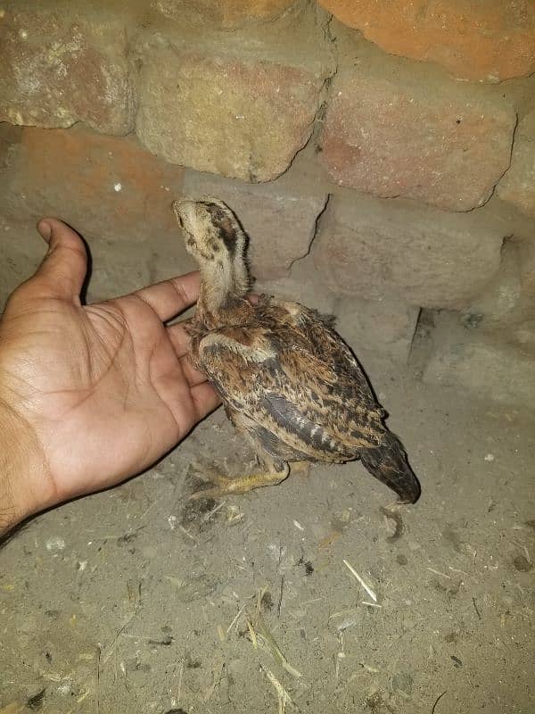 for sell. . 999 5