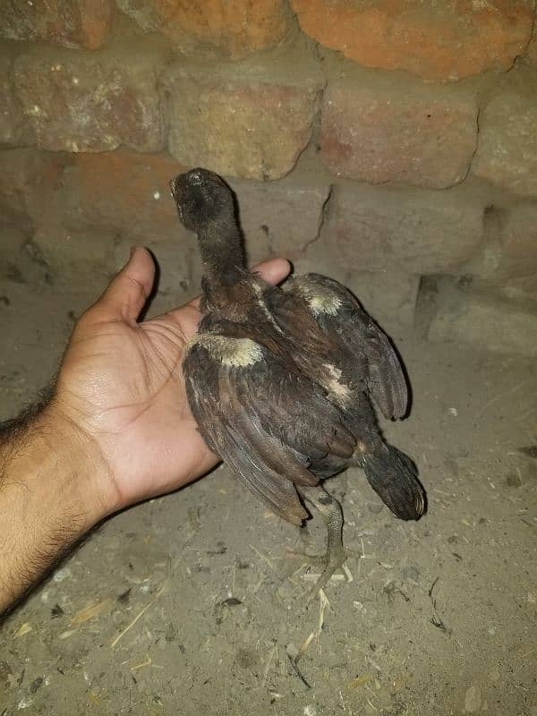 for sell. . 999 6