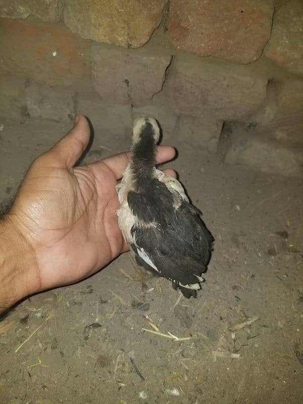 for sell. . 999 8